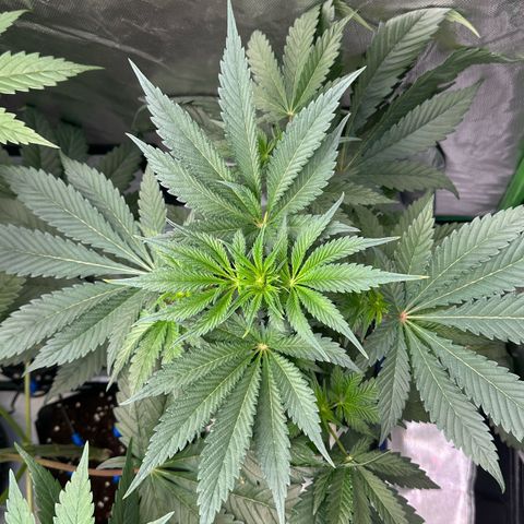 CxLAZ #16 50.72g growlog timeline photo