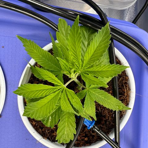 CxLAZ #31 C growlog timeline photo