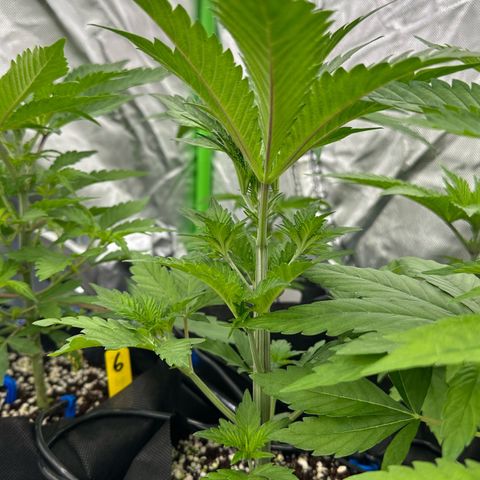 CxLAZ #16 50.72g growlog timeline photo