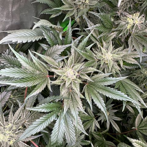 Misc x (LA Kush x Zkittles) #37 42.26g growlog timeline photo