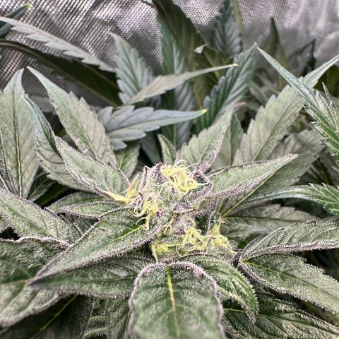 Misc x (LA Kush x Zkittles) #37 42.26g growlog timeline photo