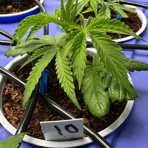 Shaman growlog timeline photo