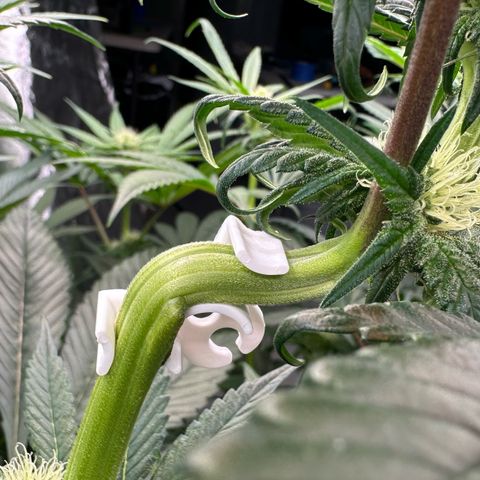 CxLAZ #16 50.72g growlog photo: Top training 