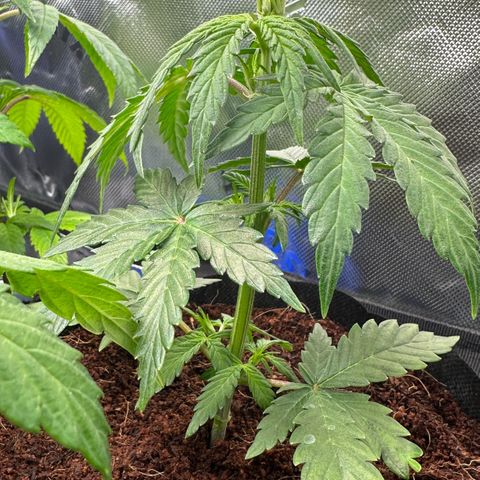 Auto Think Different  #1 growlog timeline photo