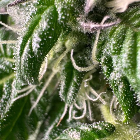 Misc x (LA Kush x Zkittles) #35 28.55g growlog timeline photo