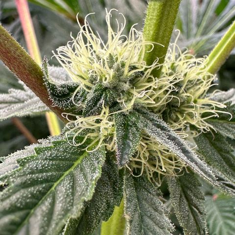 Misc x (LA Kush x Zkittles) #10 growlog timeline photo