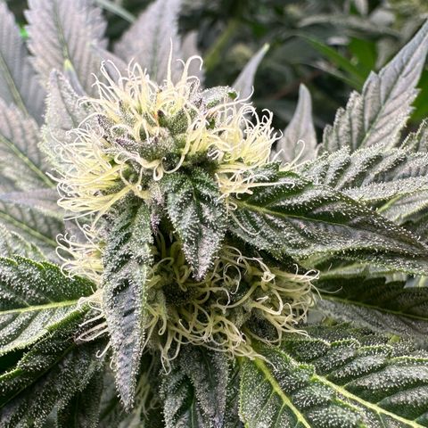 Misc x (LA Kush x Zkittles) #10 growlog timeline photo