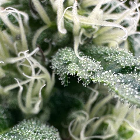 CxLAZ #31 58.75g growlog timeline photo