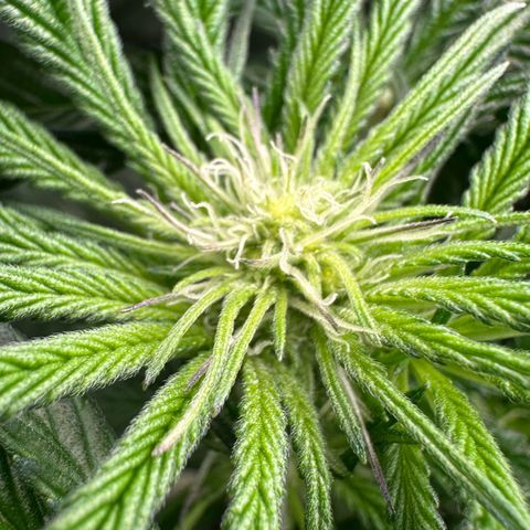 CxLAZ #16 50.72g growlog timeline photo