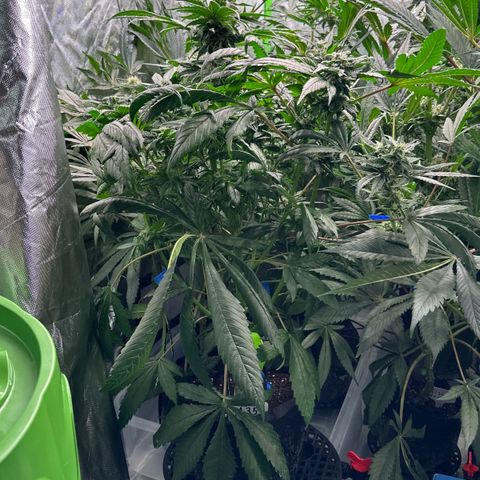 Misc x (LA Kush x Zkittles) #35 28.55g growlog timeline photo
