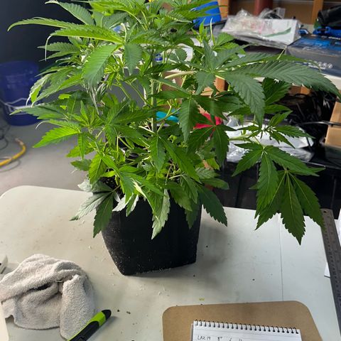 CxLAZ #16 50.72g growlog photo: Lollipoped