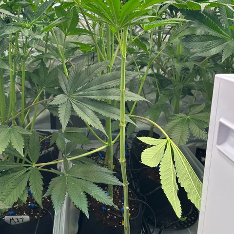 CxLAZ #16 50.72g growlog timeline photo