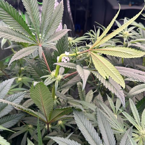 Misc x (LA Kush x Zkittles) #27 33.12g growlog photo: Trained top 