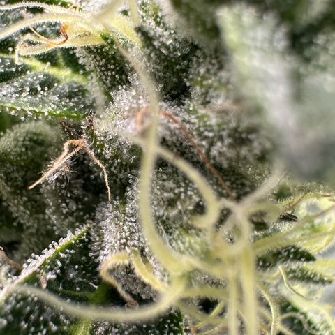 CxLAZ #06 growlog timeline photo