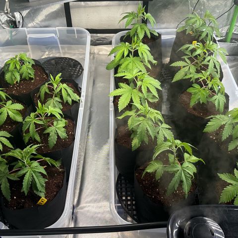Misc x (LA Kush x Zkittles) #26 60.7g growlog timeline photo