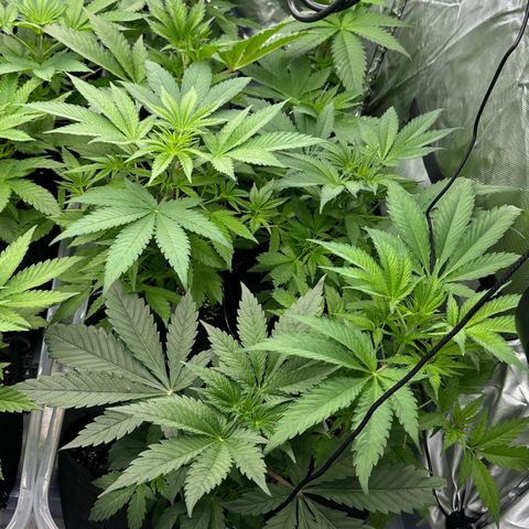 CxLAZ #16 50.72g growlog timeline photo