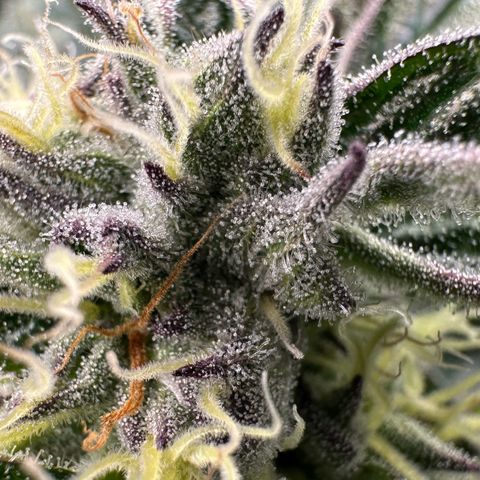 Misc x (LA Kush x Zkittles) #37 42.26g growlog timeline photo