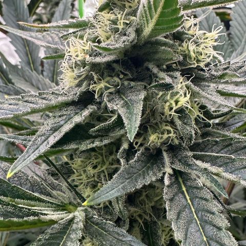CxLAZ #31 58.75g growlog timeline photo