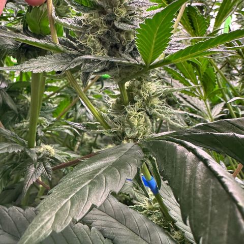 CxLAZ #31 58.75g growlog timeline photo