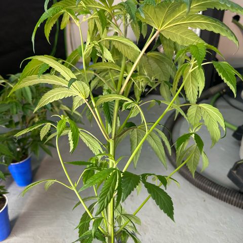 MiscxLAZ #26 C #1 47.15g growlog timeline photo