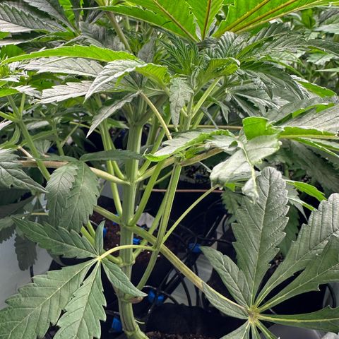 CxLAZ #16 50.72g growlog timeline photo