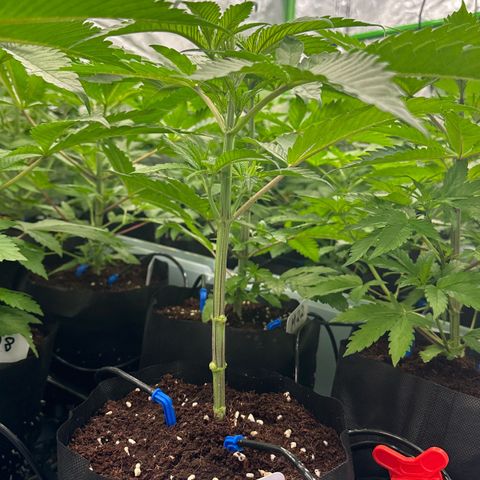 CxLAZ #16 50.72g growlog photo: Lollipoped