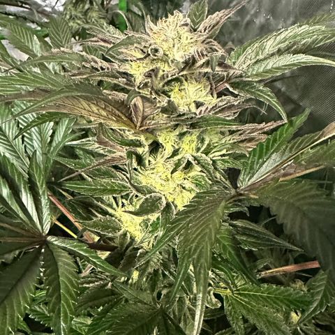 Misc x (LA Kush x Zkittles) #37 42.26g growlog timeline photo