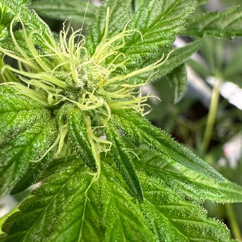 CxLAZ #16 50.72g growlog photo: Pollenated bud site 24hr later