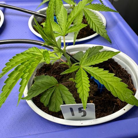 Shaman growlog timeline photo