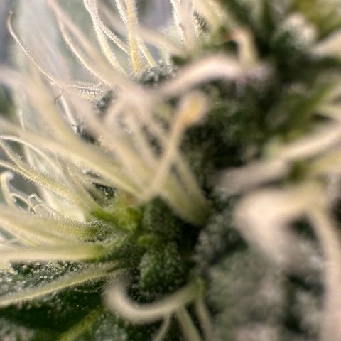 CxLAZ #15 52g growlog timeline photo