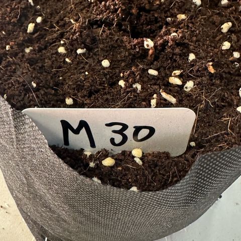 CxLAZ #16 50.72g growlog photo: Lollipoped