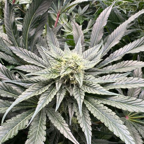 CxLAZ #06 growlog timeline photo