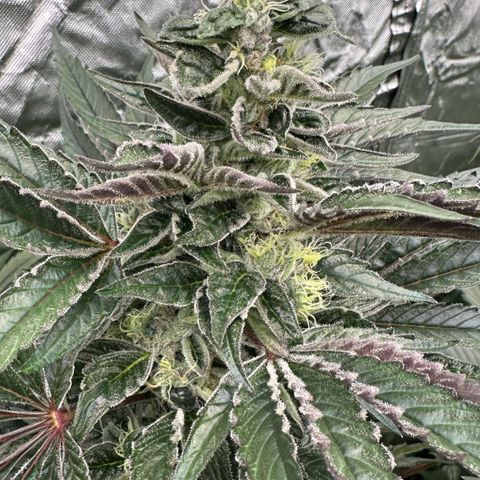 CxLAZ #03 45.52g growlog timeline photo