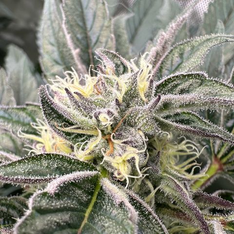 Misc x (LA Kush x Zkittles) #37 42.26g growlog timeline photo