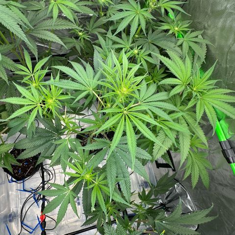 CxLAZ #16 50.72g growlog timeline photo