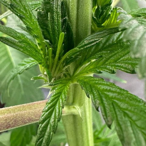 CxLAZ #16 50.72g growlog timeline photo
