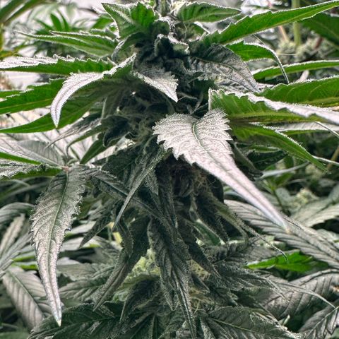 Misc x (LA Kush x Zkittles) #35 28.55g growlog timeline photo