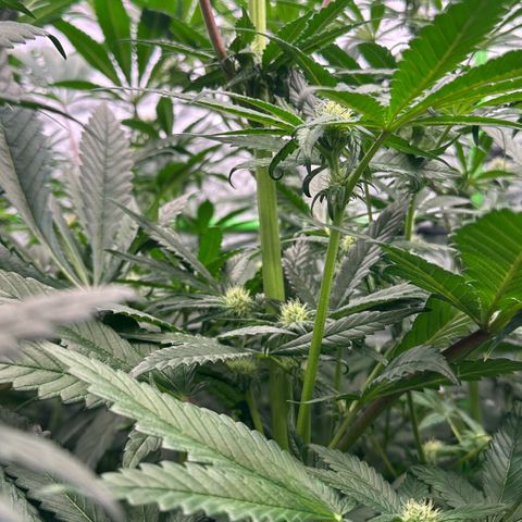 CxLAZ #16 50.72g growlog photo: Trained top