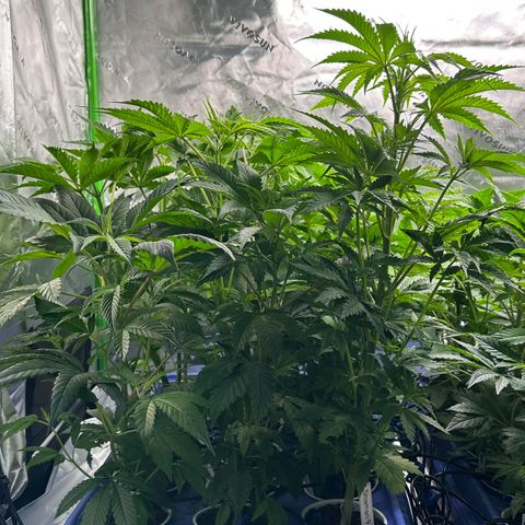 Shaman growlog timeline photo
