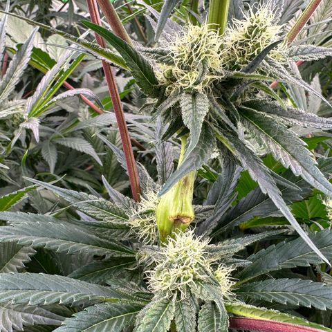 CxLAZ #31 58.75g growlog timeline photo
