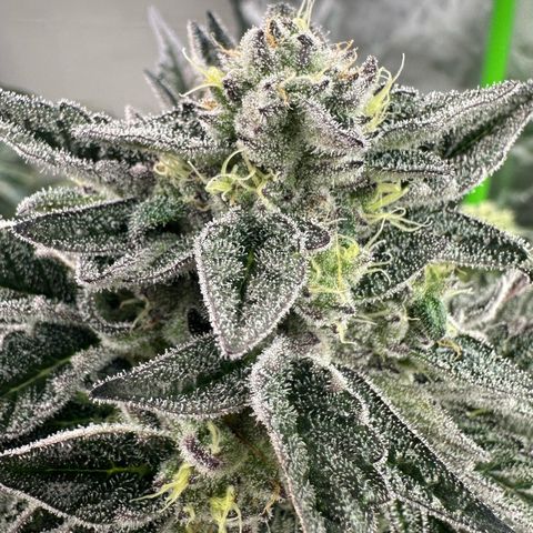 Misc x (LA Kush x Zkittles) #22 34.14g growlog timeline photo