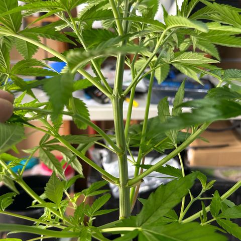 CxLAZ #16 50.72g growlog photo: Lollipoped