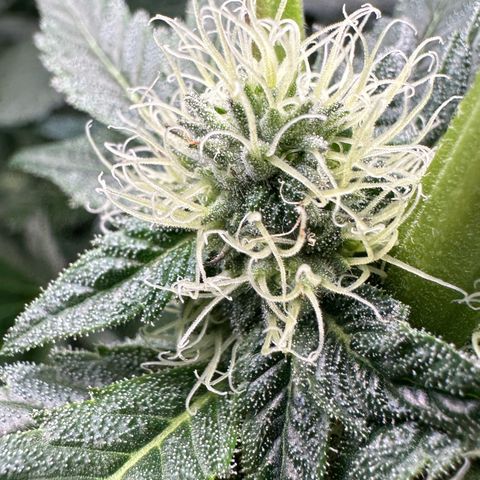 Misc x (LA Kush x Zkittles) #10 growlog timeline photo