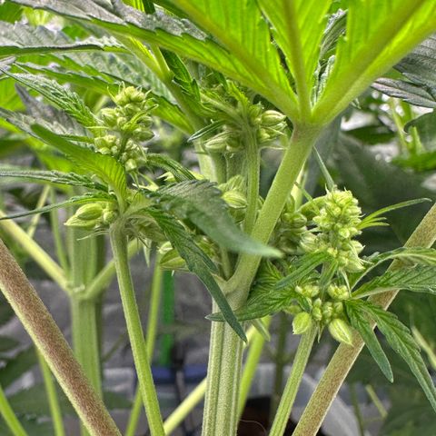 CxLAZ #16 50.72g growlog timeline photo