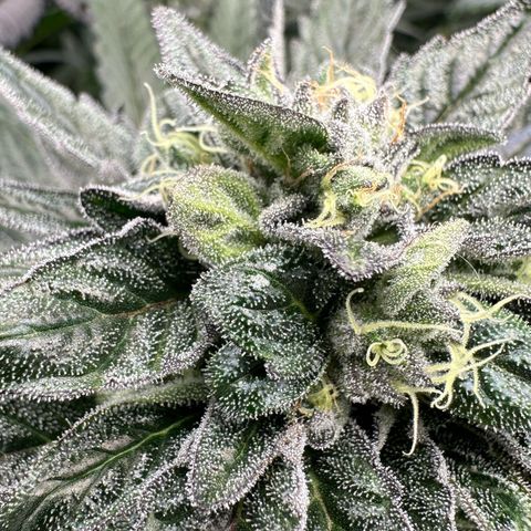 Misc x (LA Kush x Zkittles) #33 19.08g growlog timeline photo