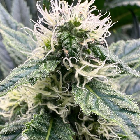 CxLAZ #31 58.75g growlog timeline photo