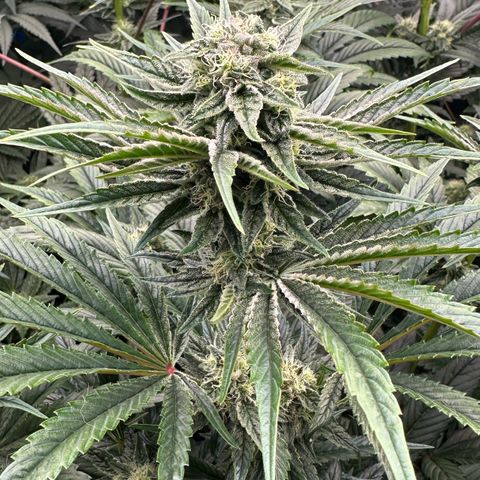 Misc x (LA Kush x Zkittles) #26 60.7g growlog timeline photo