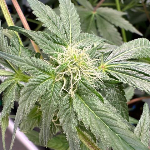 CxLAZ #03 45.52g growlog photo: Pollen sac from training on Tuesday
