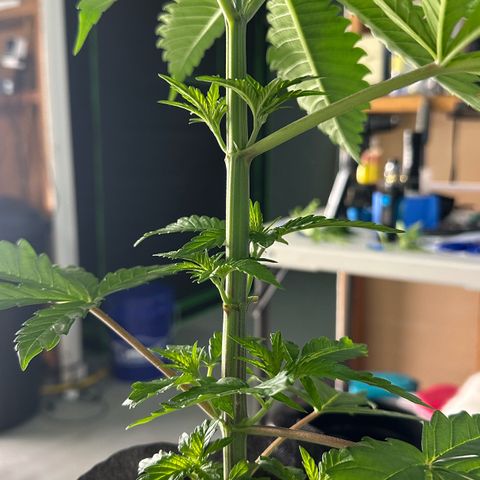 CxLAZ #16 50.72g growlog photo: Lollipoped