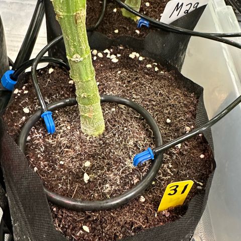 CxLAZ #31 58.75g growlog timeline photo